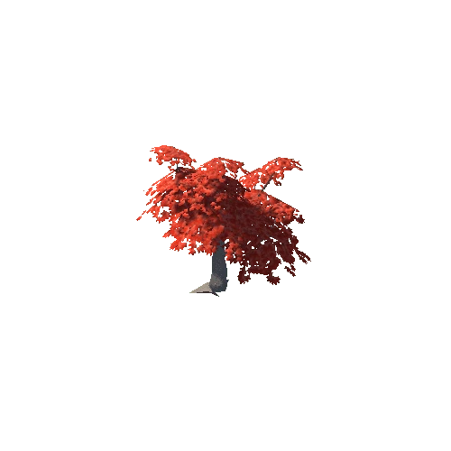Maple Tree Red Mid 07